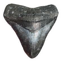 Load image into Gallery viewer, 4.25" Posterior Megalodon Tooth – Rare Venice Fossil