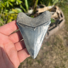 Load image into Gallery viewer, 3.99" Megalodon Tooth – Venice, Florida Fossil
