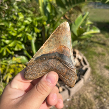 Load image into Gallery viewer, 4.43" Rare Venice Megalodon Tooth – Chocolate Top with Red Hues