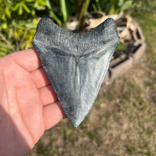 Load image into Gallery viewer, 4.71" Megalodon Tooth – Venice, Florida Fossil