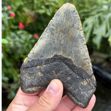 Load image into Gallery viewer, 4.75 Meg Fossil