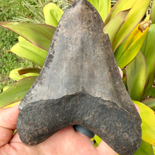 Load image into Gallery viewer, GIANT 5.5 Inch Megalodon Fossil