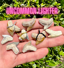 Load image into Gallery viewer, Tiger Shark Marine Fossil Necklace