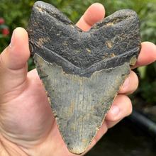 Load image into Gallery viewer, 4.75 Meg Fossil