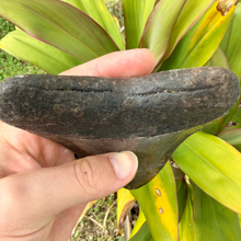 Load image into Gallery viewer, GIANT 5.5 Inch Megalodon Fossil