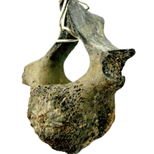 Load image into Gallery viewer, Sterling Silver Dolphin Fossil Vertebrae Pendant Necklace - Oceanic Fossil