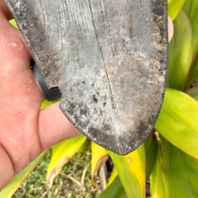 Load image into Gallery viewer, GIANT 5.5 Inch Megalodon Fossil