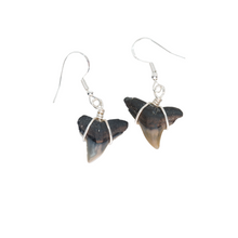 Load image into Gallery viewer, Fossilized Marine Dangle Earrings in 14kt Gold or Sterling Silver
