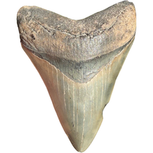 Load image into Gallery viewer, GIANT 4 & 9/16ths Inch Megalodon Fossil