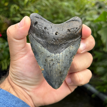 Load image into Gallery viewer, 4.37 Meg Fossil