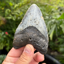 Load image into Gallery viewer, 4.37 Meg Fossil