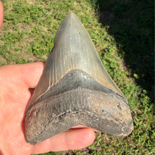 Load image into Gallery viewer, GIANT 4 & 9/16ths Inch Megalodon Fossil