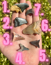 Load image into Gallery viewer, MISC. Shark Fossils!