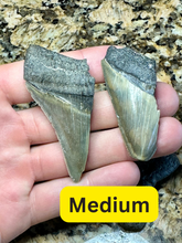 Load image into Gallery viewer, Broken Megalodon Fossils
