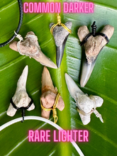 Load image into Gallery viewer, Real, ancient, ethically found Snaggletooth shark fossil -Lower positioned teeth like these are shaped like daggers, while upper position are wider with serrations  Found digging and scuba diving ancient Florida. Beautiful natural dagger shape.