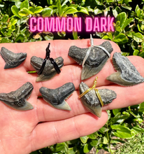 Load image into Gallery viewer, Tiger Shark Marine Fossil Necklace