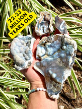 Load image into Gallery viewer, BIG SELECTION of Agatized Coral Pieces