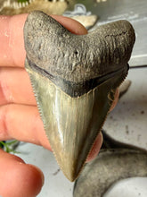 Load image into Gallery viewer, Custom Megalodon Fossil Request | Specific Tooth or Specimen