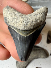 Load image into Gallery viewer, Custom Megalodon Fossil Request | Specific Tooth or Specimen
