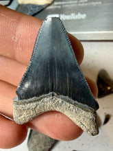 Load image into Gallery viewer, Custom Megalodon Fossil Request | Specific Tooth or Specimen