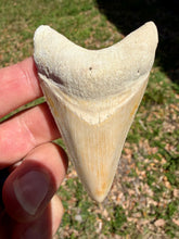 Load image into Gallery viewer, Custom Megalodon Fossil Request | Specific Tooth or Specimen