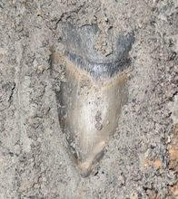 Load image into Gallery viewer, Green Lightning Megalodon Shark Tooth Sticker