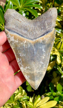 Load image into Gallery viewer, Green Lightning Megalodon Shark Tooth Sticker