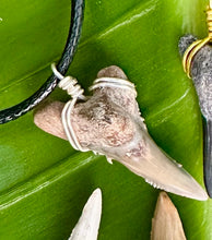 Load image into Gallery viewer, Real, ancient, ethically found Snaggletooth shark fossil -Lower positioned teeth like these are shaped like daggers, while upper position are wider with serrations  Found digging and scuba diving ancient Florida. Beautiful natural dagger shape.