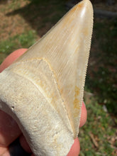 Load image into Gallery viewer, Custom Megalodon Fossil Request | Specific Tooth or Specimen