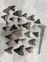 Load image into Gallery viewer, Custom Megalodon Fossil Request | Specific Tooth or Specimen