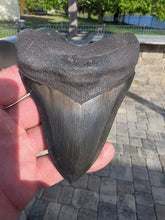 Load image into Gallery viewer, Custom Megalodon Fossil Request | Specific Tooth or Specimen