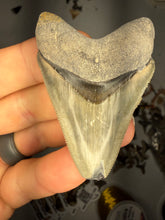 Load image into Gallery viewer, Custom Megalodon Fossil Request | Specific Tooth or Specimen