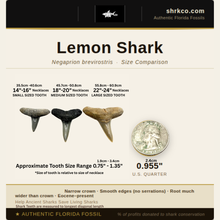 Load image into Gallery viewer, Lemon Shark Fossil Necklace
