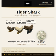 Load image into Gallery viewer, Tiger Shark Fossil Necklace
