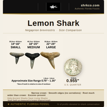 Load image into Gallery viewer, Lemon Shark Fossil Necklace