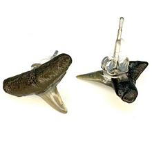 Load image into Gallery viewer, Marine Fossil Stud Earrings