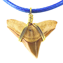 Load image into Gallery viewer, A rare orange shark tooth fossil necklace with a blue velvet strap and a gold-colored chain.