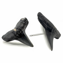 Load image into Gallery viewer, Marine Fossil Stud Earrings