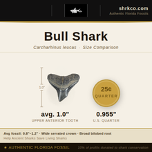 Load image into Gallery viewer, CLASSIC Bull Shark Fossil Necklace