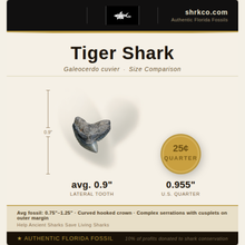 Load image into Gallery viewer, Tiger Shark Marine Fossil Necklace