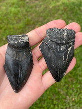 Load image into Gallery viewer, Broken Megalodon shark teeth found fossil hunting in wild Florida by scuba diving and digging. From the Miocene epoch 2-15 million years old. These giant shark fossils are all that was left from the largest predator to ever live on Earth.