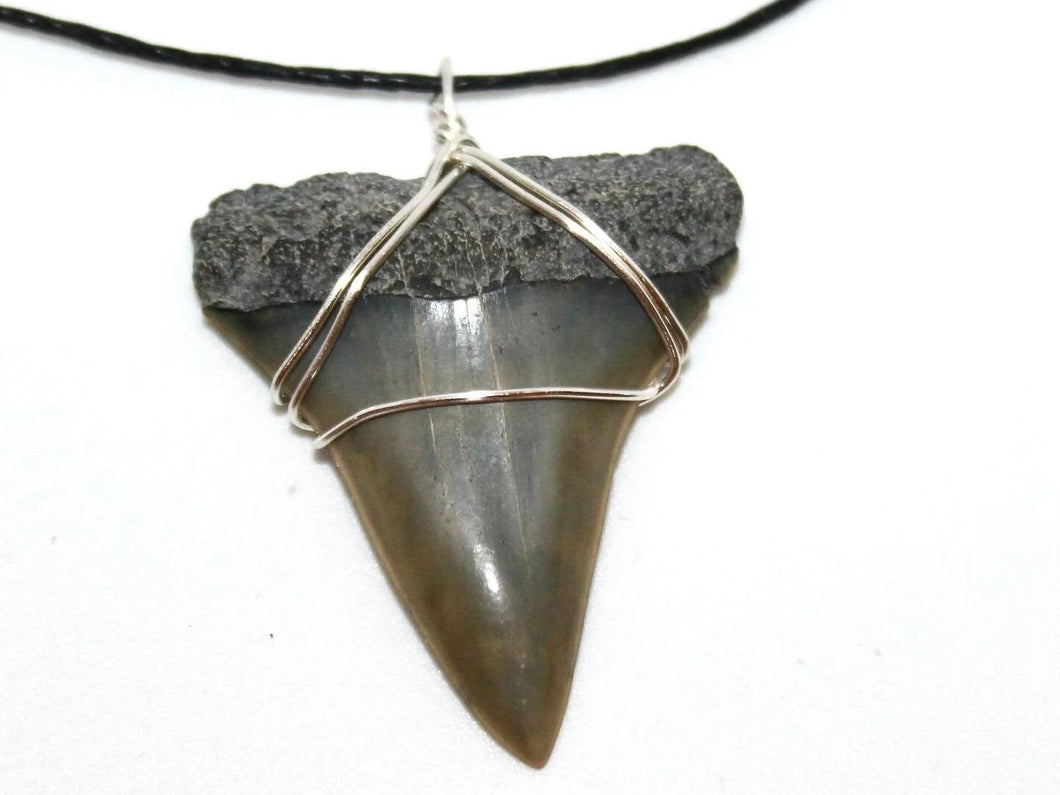 Mako Shark Fossil Necklace