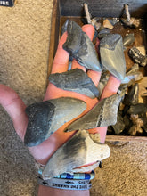 Load image into Gallery viewer, Broken Megalodon shark teeth found fossil hunting in wild Florida by scuba diving and digging. From the Miocene epoch 2-15 million years old. These giant shark fossils are all that was left from the largest predator to ever live on Earth.