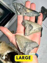 Load image into Gallery viewer, Broken Megalodon shark teeth found fossil hunting in wild Florida by scuba diving and digging. From the Miocene epoch 2-15 million years old. These giant shark fossils are all that was left from the largest predator to ever live on Earth.