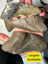 Load image into Gallery viewer, Broken Megalodon shark teeth found fossil hunting in wild Florida by scuba diving and digging. From the Miocene epoch 2-15 million years old. These giant shark fossils are all that was left from the largest predator to ever live on Earth.