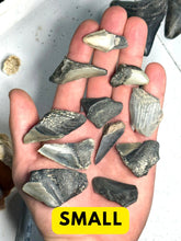 Load image into Gallery viewer, Broken Megalodon shark teeth found fossil hunting in wild Florida by scuba diving and digging. From the Miocene epoch 2-15 million years old. These giant shark fossils are all that was left from the largest predator to ever live on Earth.