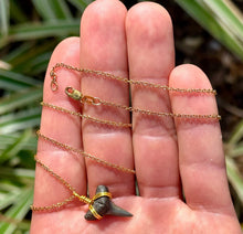 Load image into Gallery viewer, Dainty 14K Gold Filled Marine Fossil Necklace
