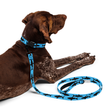Load image into Gallery viewer, Pet collar & leash
