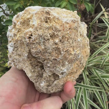 Load and play video in Gallery viewer, LARGE White & Yellow Agatized Coral Geode