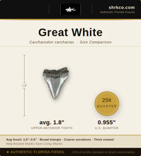 Load image into Gallery viewer, Classic Great White Fossil Necklace